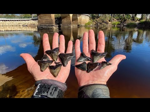 scuba diving for the worlds largest shark tooth!(alligators spotted